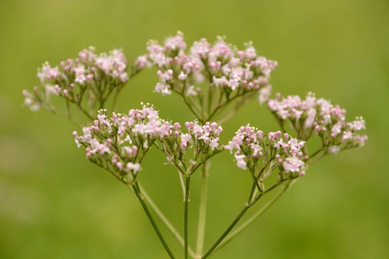 Blume am Wegesrand