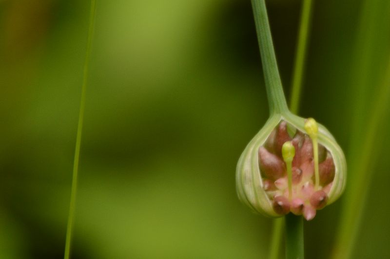 Blume am Wegesrand