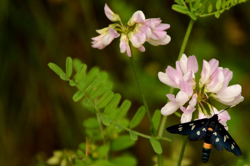 Falter an Blüte