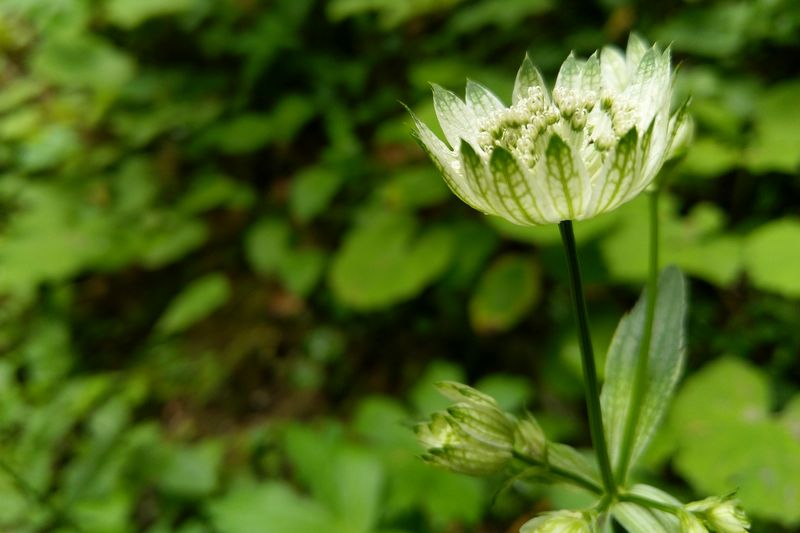 Blume am Wegesrand