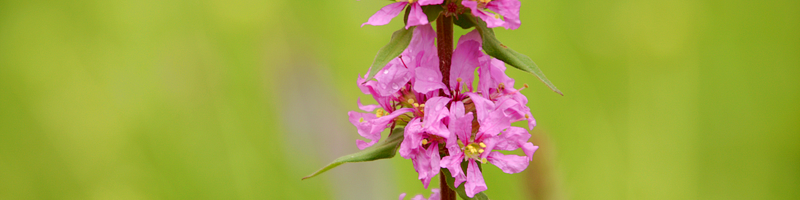 Blümchen am Wegesrand