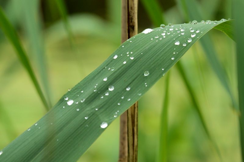 Die positive Seite von Regen - Regentropfen