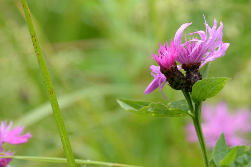 Blume am Wegesrand