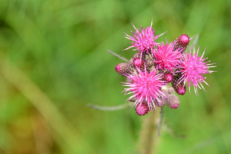 Blume am Wegesrand