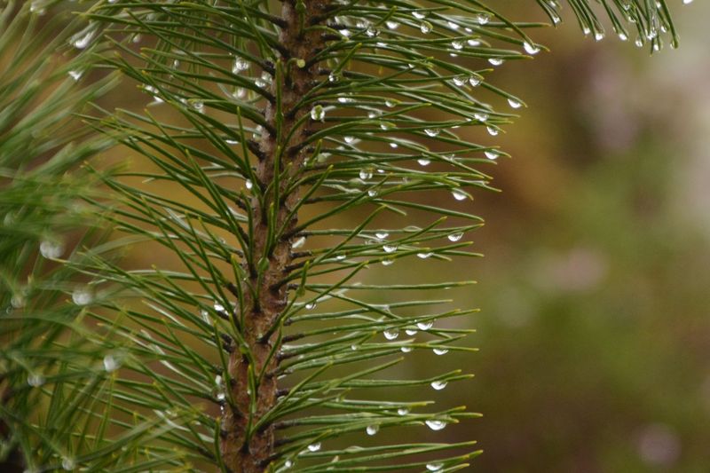 Wassertropfen sind immer wieder schön