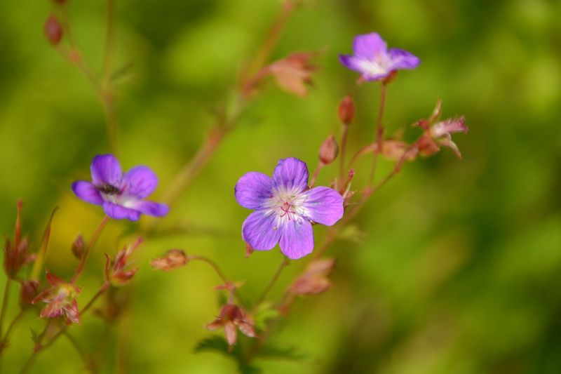 Blume am Wegesrand