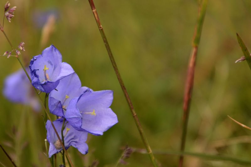 Am Anfang wächst noch allerlei Hübsches am Wegesrand