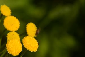 Blümchen auf einem Spaziergang