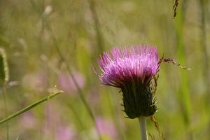 Blümchen auf einem Spaziergang