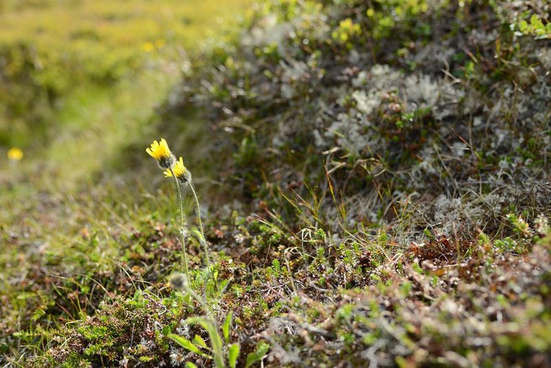 Blume am Wegesrand