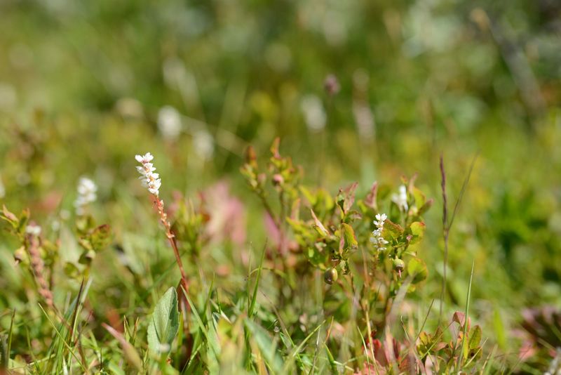 Blume am Wegesrand