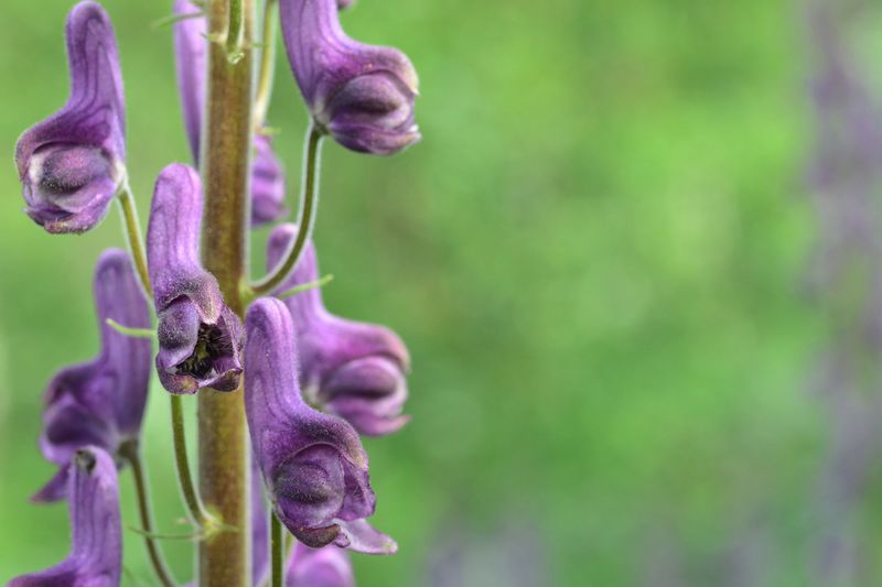 Blume am Wegesrand