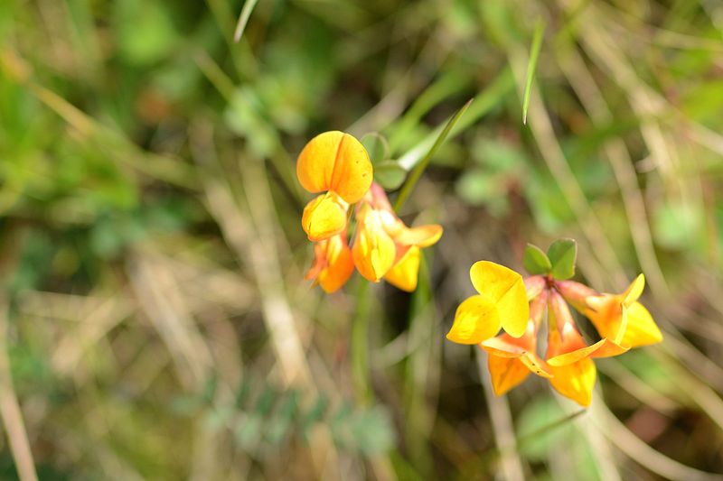 Wie kleine Orchideen