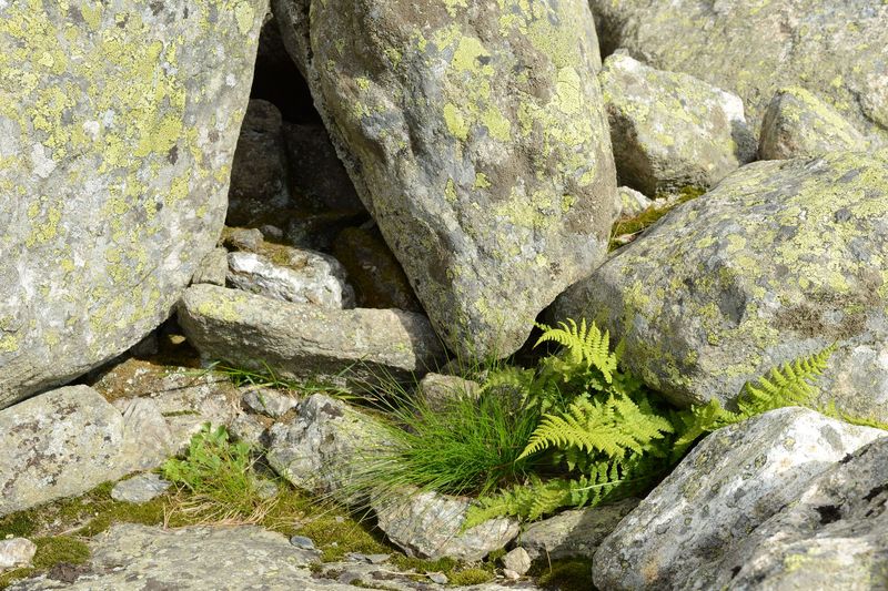 Geschützt zwischen Steinen mit Landkartenflechten