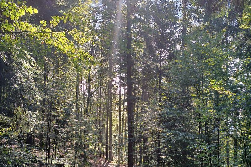 Licht im Wald