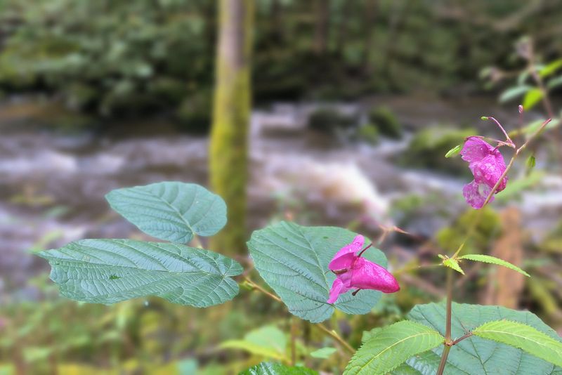 Schöne Blüte