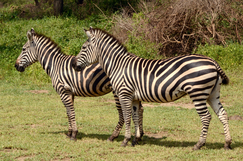 Ein paar wenige Zebras gab es auch.