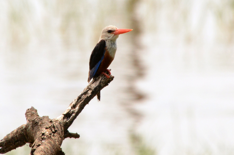 Eisvogel