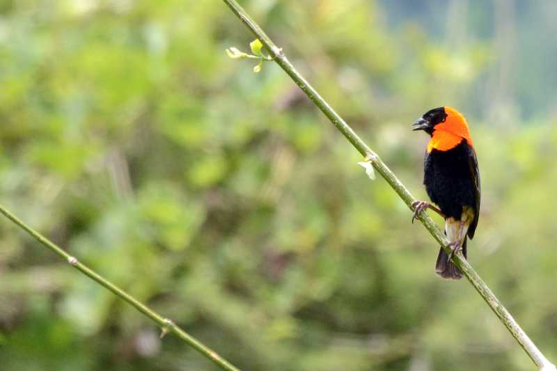 Red Bishop