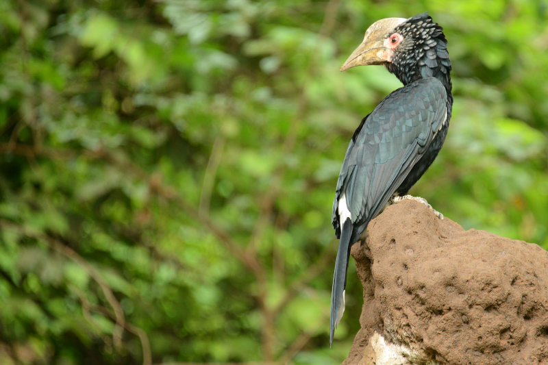 Hornbill