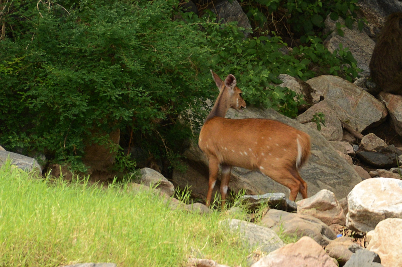 Ausser Impalas gab es diesen Bushbock - leider weit weg und der einzige der Reise.