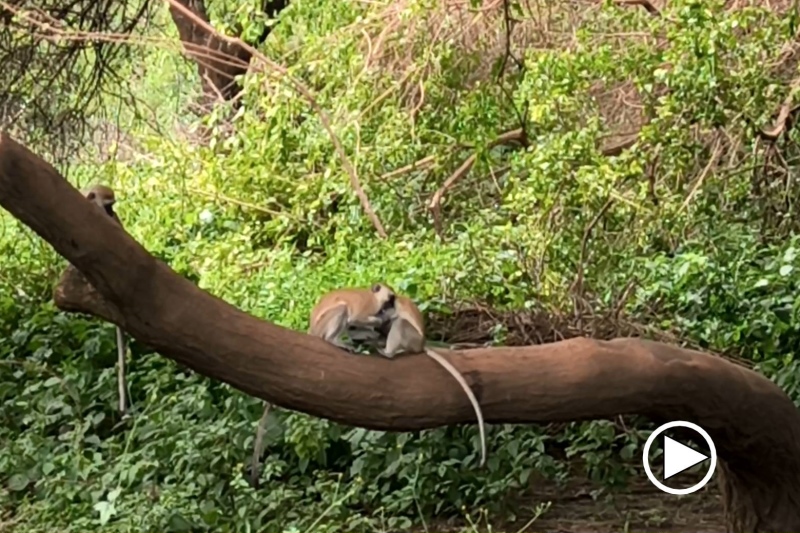 Verspielte junge Meerkatzen