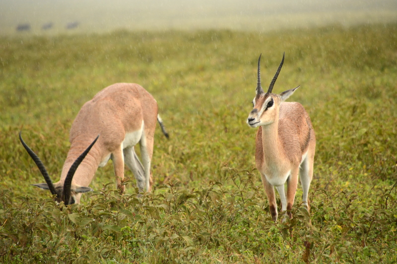 Thomsongazelle