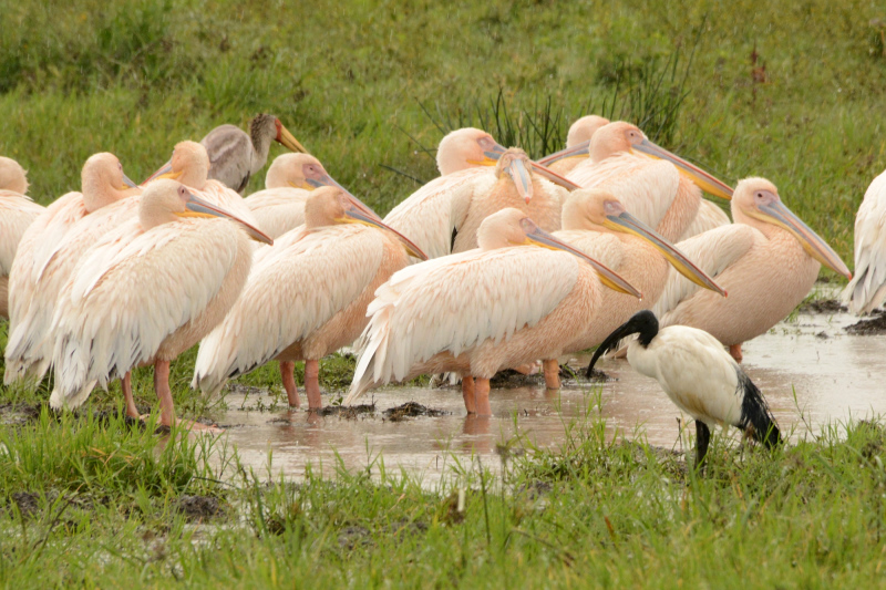 Ibis, Pelikan und Gelbschnabelstorch