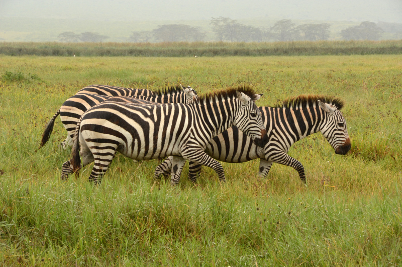 Zebras