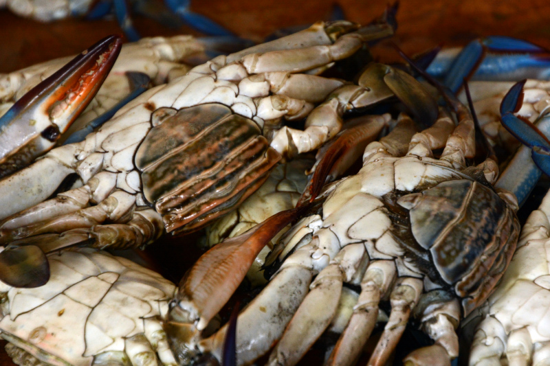 Krabben auf dem Fischmarkt