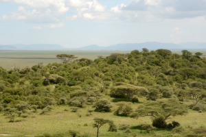 Die Landschaft der Serengeti