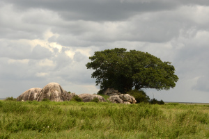 Die Landschaft der Serengeti