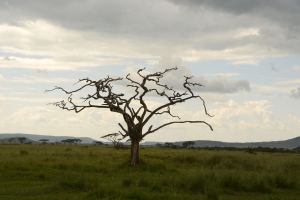 Die Landschaft der Serengeti