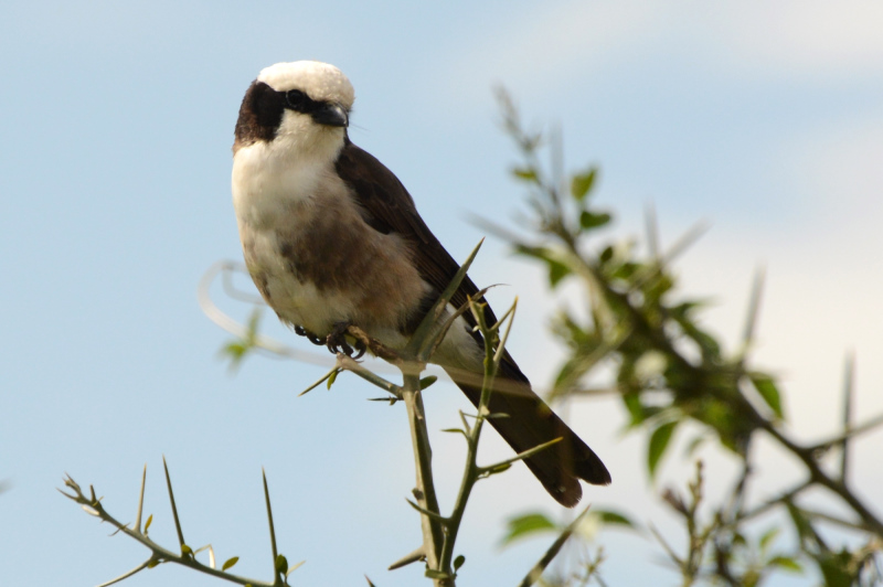 Kleiner Vogel