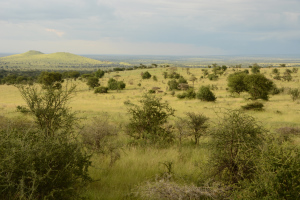 Die Landschaft der Serengeti