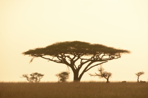 Die Landschaft der Serengeti