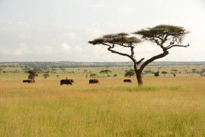 Die Landschaft der Serengeti