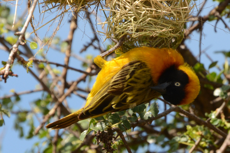 Ein Webervogel