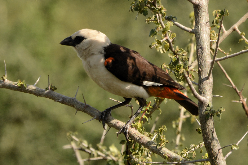 Kleiner Vogel