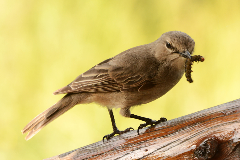 Kleiner Vogel