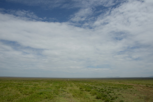 Die Landschaft der Serengeti