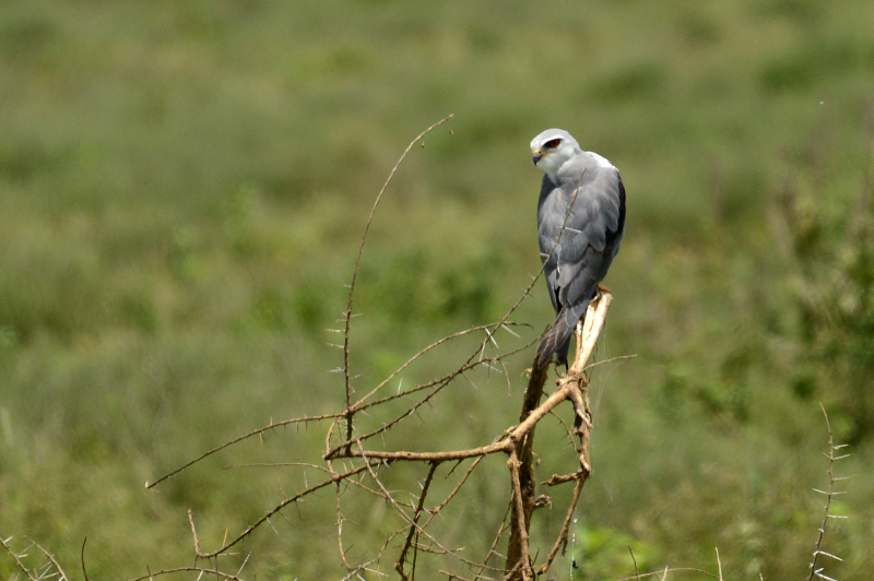 Ein Goshawkn