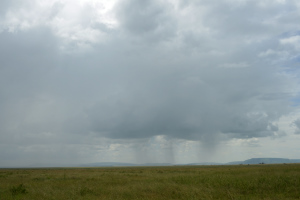 Die Landschaft der Serengeti