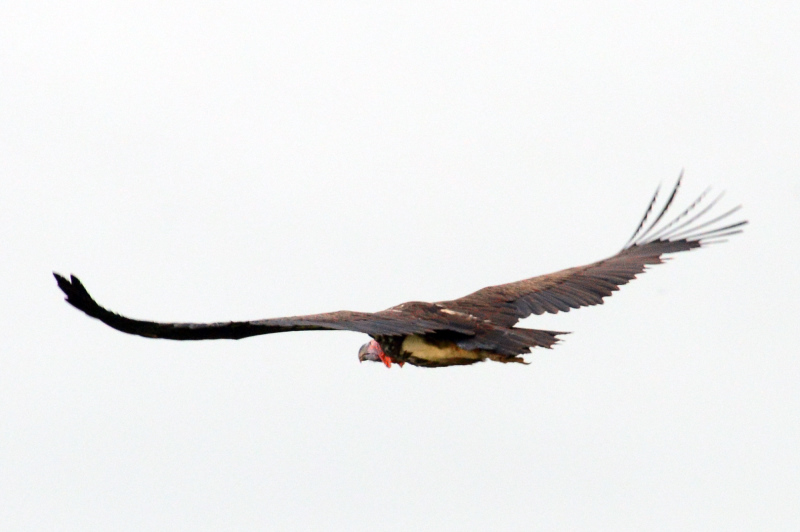 Geier im Flug