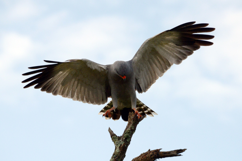 Ein Goshawk