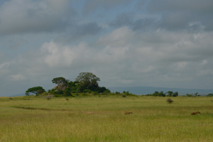 Die Landschaft der Serengeti