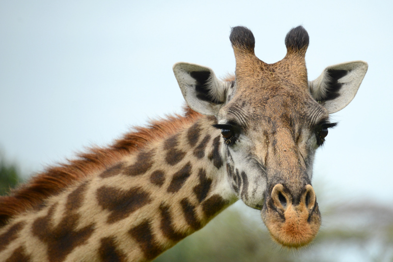 Giraffen sind wieder zum Greifen nahe