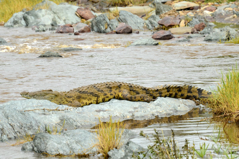 Immerhin haben wir ein Krokodil gesehen