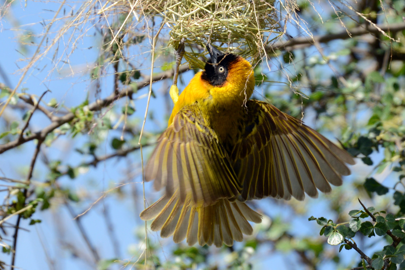 Webervogel beim Anflug