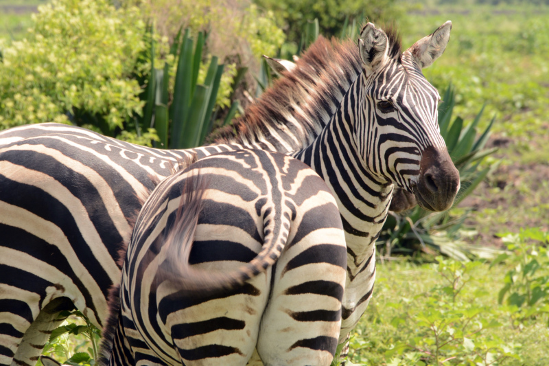 Dann geht's aus dem Camp raus auf Safari